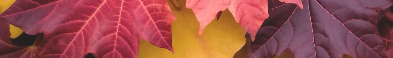 Newsletter Newsletter