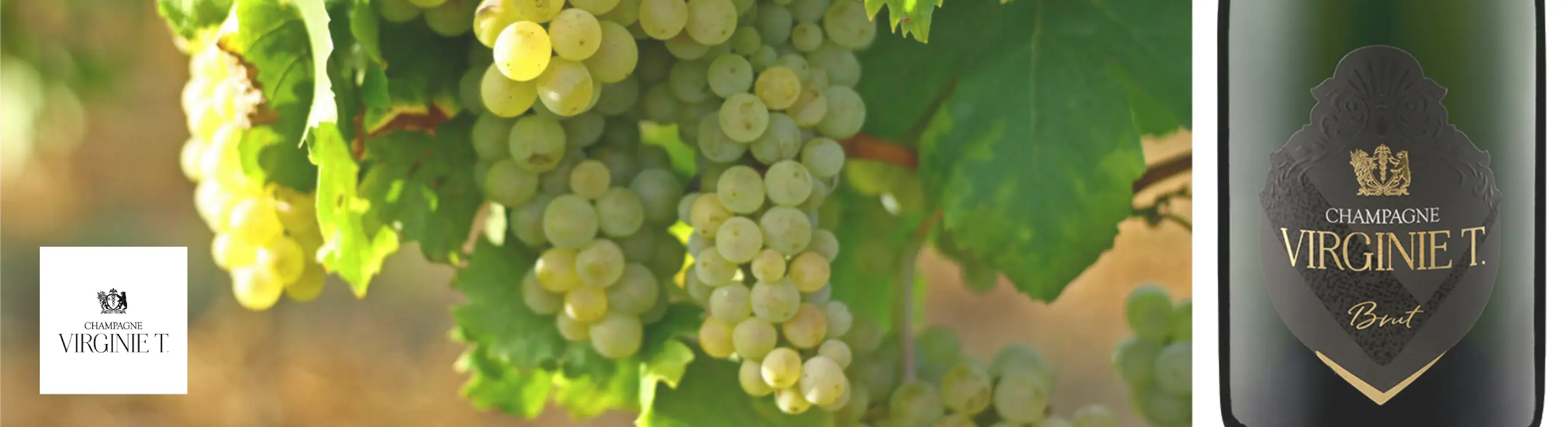 Frankreich_ChampagneChampagne VIRGINIE T